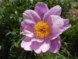 DSCN8139