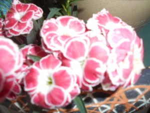 DSCN8155