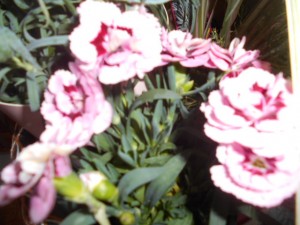 DSCN8156