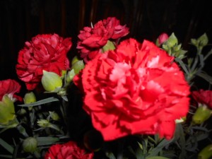 DSCN8157