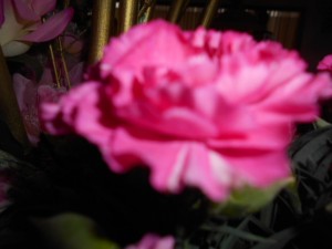 DSCN8158