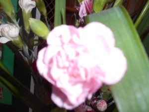 DSCN8159