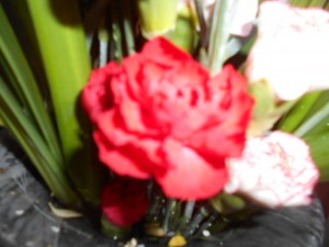 DSCN8160