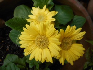 DSCN8165