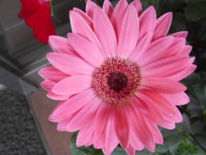 DSCN8167