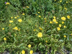 DSCN8177