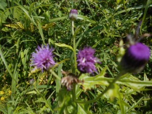 DSCN8180