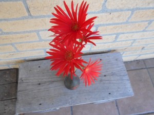 DSCN8185