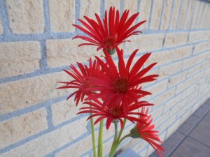DSCN8187
