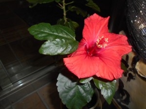DSCN8188