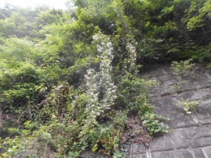 DSCN8194