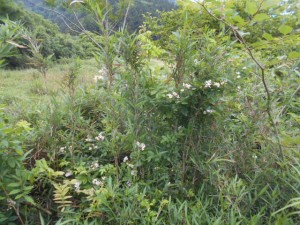 DSCN8209