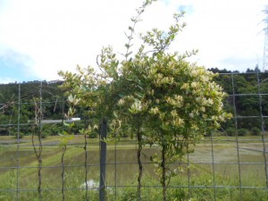 DSCN8212