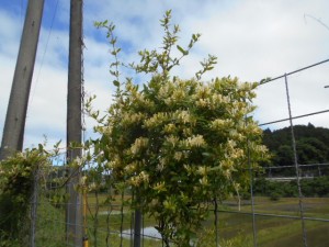 DSCN8213