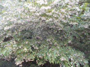 DSCN8218