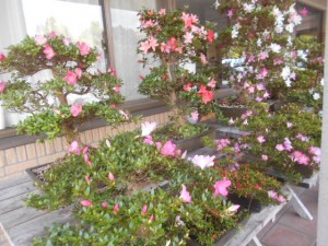 DSCN8247