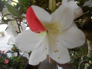 DSCN8252