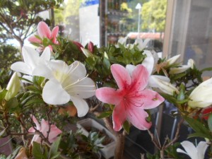 DSCN8253