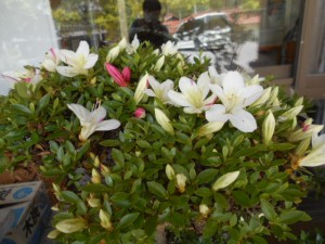 DSCN8254