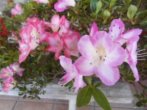 DSCN8256