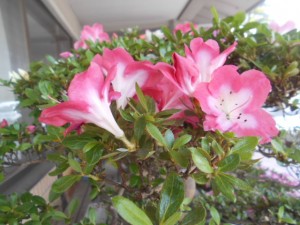 DSCN8259