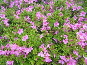 DSCN8260