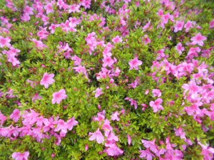 DSCN8261