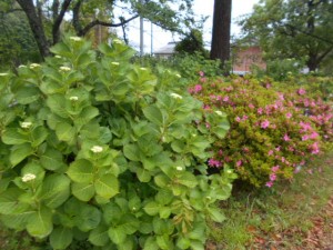 DSCN8263