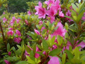DSCN8264