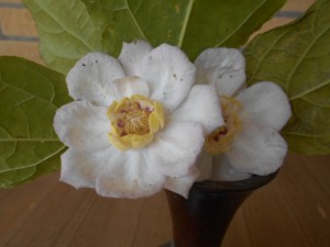 DSCN8267