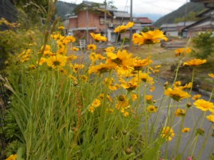 DSCN8274
