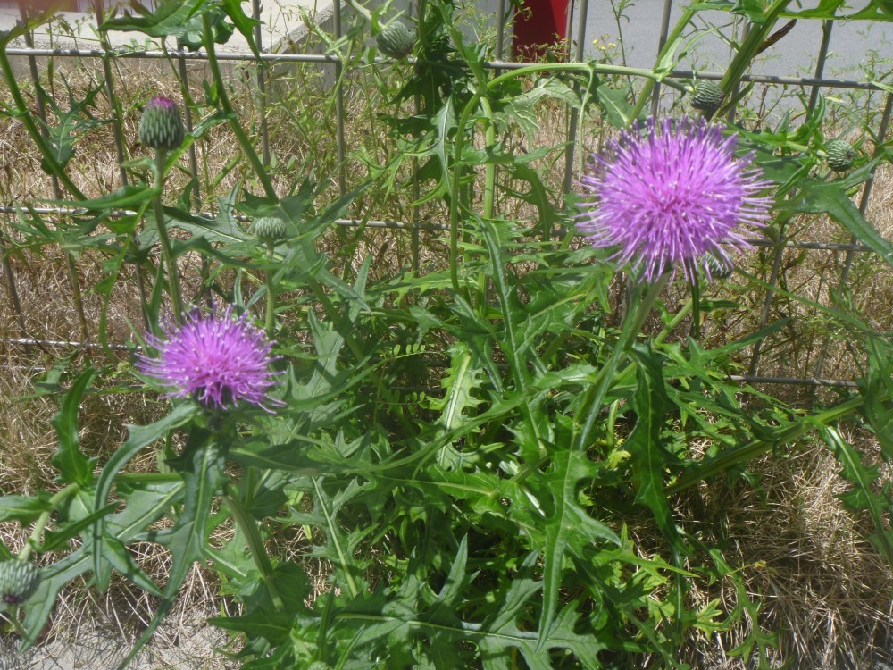 アザミの花が咲きました