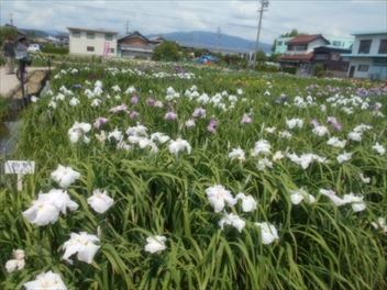 菖蒲園へ外出(^^♪