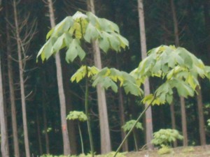 DSCN8276