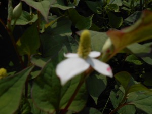 DSCN8287