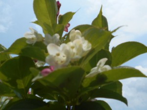 DSCN8315