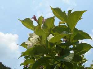 DSCN8316