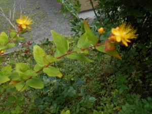 DSCN8327
