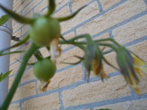 DSCN8338