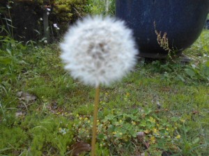 DSCN8353