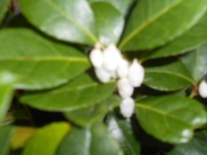 DSCN8356