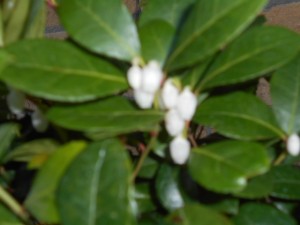 DSCN8357