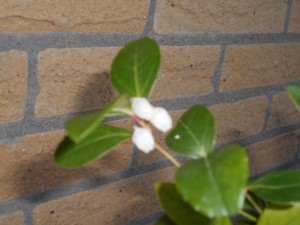 DSCN8358