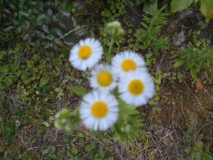 DSCN8359