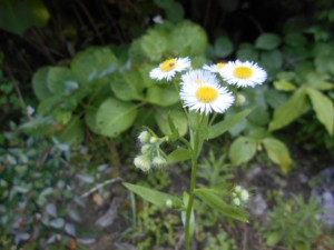 DSCN8360