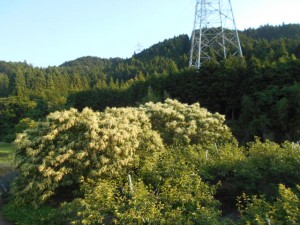 DSCN8361