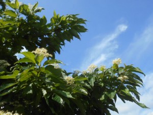 DSCN8373