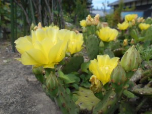 DSCN8379