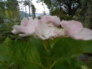 DSCN8388