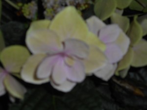 DSCN8395